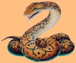 "S" like "Snake"